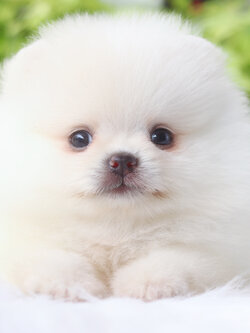 ปอมเมอเรเนียน เพศเมียสีขาวครีม