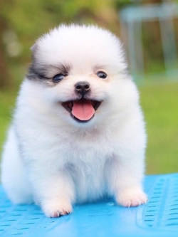 ปอมเมอเรเนียน เพศเมียทีคัพ