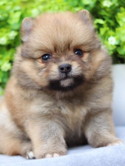 ปอมเมอเรเนียน เพศเมีย