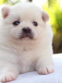 ปอมเมอเรเนียน เพศเมีย