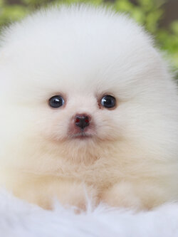 ปอมเมอเรเนียน เพศผู้สีขาวครีมเกรดโชว์