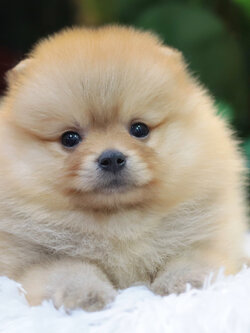 ปอมเมอเรเนียน เพศผู้สีส้มขนแน่นๆ