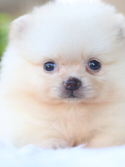 ปอมเมอเรเนียน เพศเมียสีขาวครีม