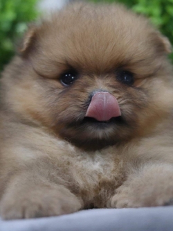 ปอมเมอเรเนียน เพศเมีย