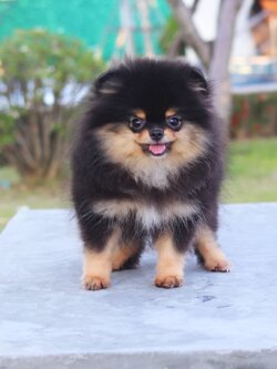 ปอมเมอเรเนียน เพศเมียสีแบล็คแทนเกรดโชว์