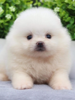 ปอมเมอเรเนียน เพศเมีย