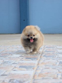 ปอมเมอเรเนียน เพศเมียสีส้ม หน้าตุ๊กตาเกรดโชว์