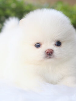 ปอมเมอเรเนียน เพศผู้สีขาวครีม