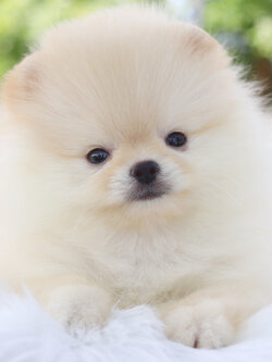 ปอมเมอเรเนียน เพศเมียสีขาวครีมเกรดโชว์