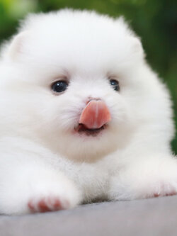 ปอมเมอเรเนียน เพศเมียสีขาว