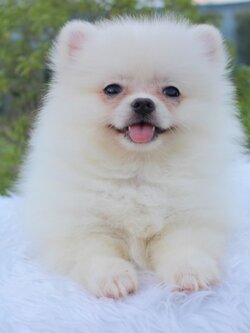 ปอมเมอเรเนียน เพศเมียสีขาวครีม