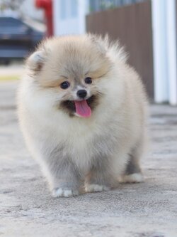 ปอมเมอเรเนียน เพศผู้สีส้ม