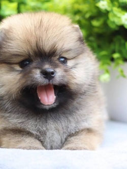 ปอมเมอเรเนียน เพศเมีย