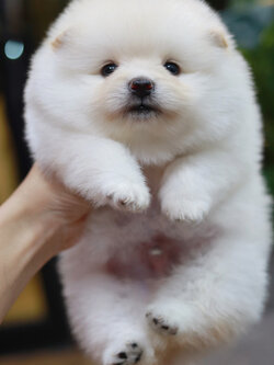 ปอมเมอเรเนียน เพศผู้