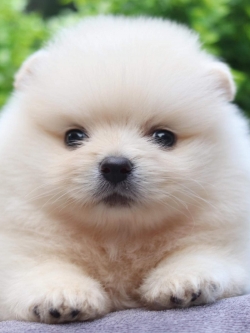 ปอมเมอเรเนียน เพศผู้