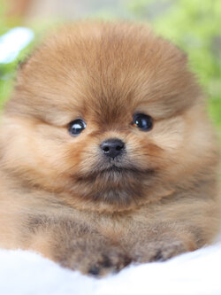 ปอมเมอเรเนียน เพศเมียสีส้ม เกรดโชว์