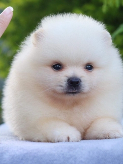 ปอมเมอเรเนียน เพศเมีย