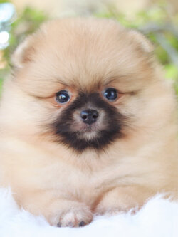 ปอมเมอเรเนียน เพศเมียสีส้ม