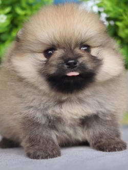 ปอมเมอเรเนียน เพศเมีย