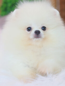 ปอมเมอเรเนียน เพศผู้สีขาวครีม เกรดโชว์