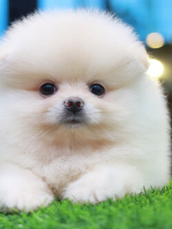 ปอมเมอเรเนียน เพศผู้สีขาวครีม