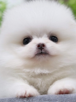 ปอมเมอเรเนียน เพศเมีย