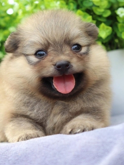 ปอมเมอเรเนียน เพศเมีย