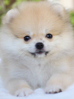 ปอมเมอเรเนียน เพศผู้สีส้ม