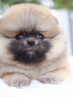 ปอมเมอเรเนียน เพศเมียสีส้ม