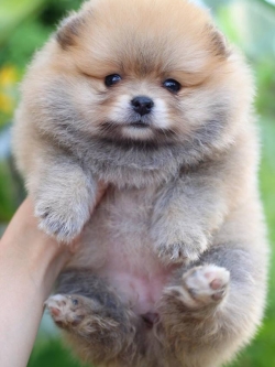 ปอมเมอเรเนียน เพศเมียสีส้ม