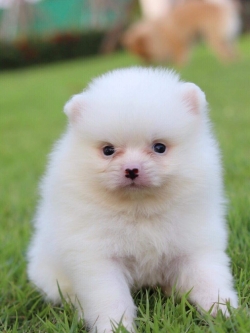 ปอมเมอเรเนียน เพศผู้