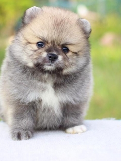 ปอมเมอเรเนียน เพศผู้