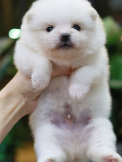 ปอมเมอเรเนียน เพศผู้ หน้าตุ๊กตา