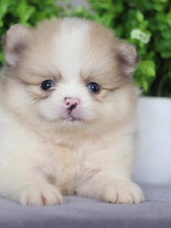 ปอมเมอเรเนียน เพศผู้