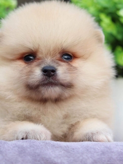 ปอมเมอเรเนียน เพศผู้