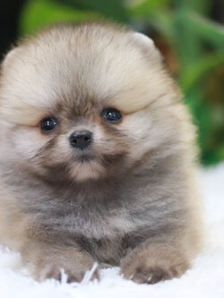 ปอมเมอเรเนียน เพศเมีย สีส้ม