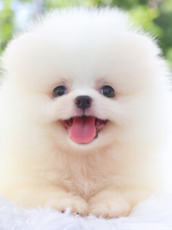 ปอมเมอเรเนียน เพศผู้สีขาวครีม