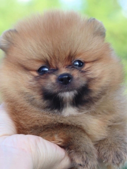 ปอมเมอเรเนียน เพศเมีย