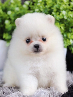 ปอมเมอเรเนียน เพศเมีย