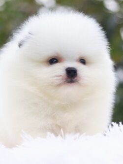 ปอมเมอเรเนียน เพศผู้ สีแฟนซี ลำตัวสีขาว ใบหูสีดำ