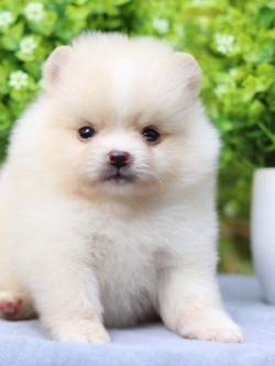 ปอมเมอเรเนียน เพศเมีย