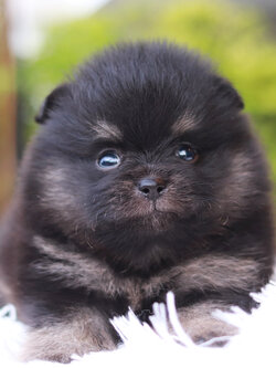 ปอมเมอเรเนียน เพศผู้ แบล็คแทน