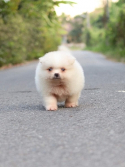 ปอมเมอเรเนียน เพศผู้