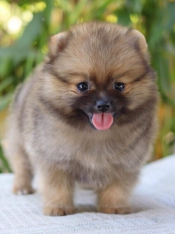 ปอมเมอเรเนียน เพศผู้