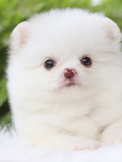 ปอมเมอเรเนียน เพศเมียสีขาวครีม