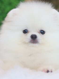 ปอมเมอเรเนียน เพศผู้สีขาวครีม เกรดโชว์