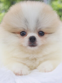 ปอมเมอเรเนียน เพศผู้สีแฟนซีเกรดโชว์