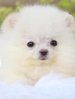 ปอมเมอเรเนียน เพศผู้สีขาวครีม