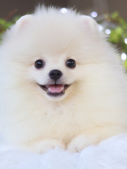 ปอมเมอเรเนียน เพศเมียสีขาวครีม