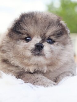 ปอมเมอเรเนียน เพศเมียสีเมอร์เร่